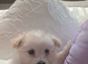 Beautiful pomchi boy puppy