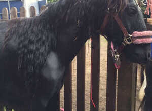 Mini cob gelding