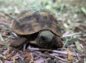 Hermann tortoise female 15months old