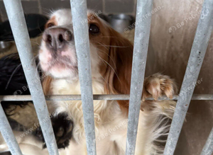 Cocker spaniel bitch