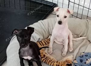 Italian Greyhound Puppies
