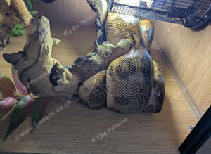 Hypo Boa Constrictor