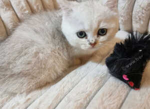 Beautiful little kittens