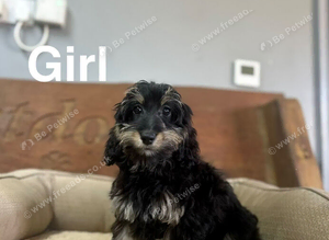 Frankie lovely Daxiepoo puppies ready now