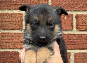 Short haired german shepherds