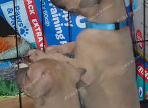 Last kc registered male whippet pup