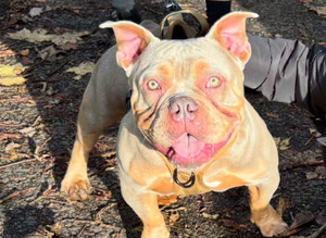 Stud pocket bully