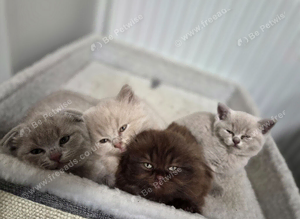 Scottish fold kittens