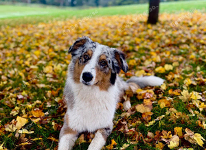 Australian shepherd stud