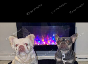 French bulldog full fluffy boy for sale