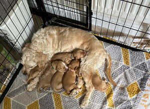 Cockapoo puppies