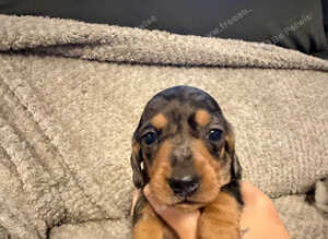 Miniature Dachshund Puppies 2 Boys