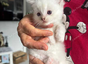Kittens