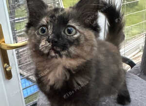 Kittens