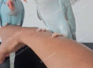 Stunning Fully Hand-Tamed Blue Indian Ringnecks