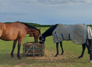 8yrs old, gelding.