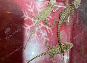 Baby bearded dragons unsexed