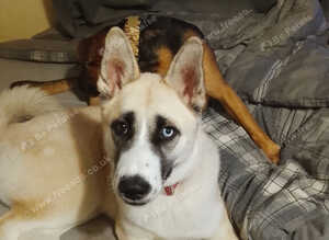 Husky cross American Akita