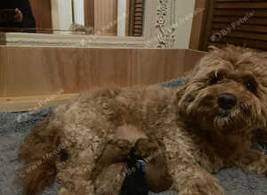Beautiful F1b mini goldendoodles
