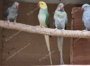 Mutation ringnecks