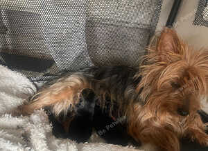Yorkshire Terrier Puppies