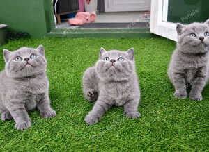 Pure bread British shorthair in London