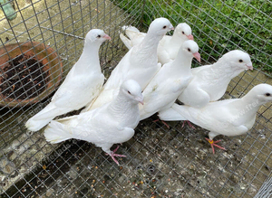 Adana dewlaps