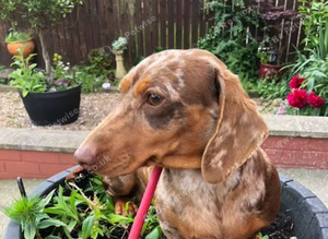 Kc miniature dachshund Bitch for sale