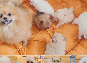White and sable Pomeranian puppies