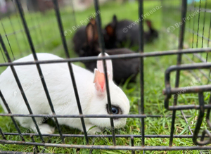 5rabbits for sale