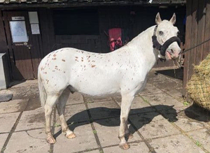 13.1hh spotted pony  Sold pending collection