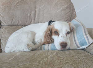 Rehome cocker spaniel