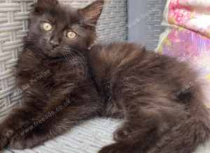 Female fluffy friendly black kitten