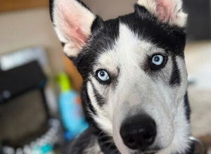 Loki- Siberian husky (stud)