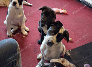 JAPANESE AKITA X STAFFIE PUPS