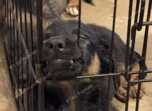 Puppies German Shepherd x Saluko x Dutch Harder