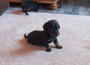 Chiweenie puppies ready soon