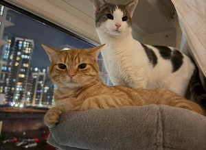 Cat sitter