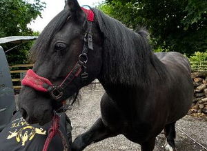 Stunning Fell x mare