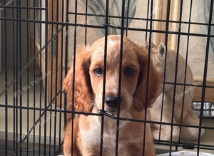 F2 cockapoo boy ready to leave