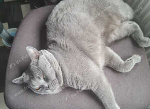 British Blue shorthair stud