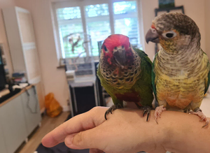 Price reduced! Two bonded conures