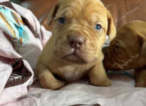 Dogue de bordeaux pups