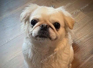 Beautiful long haired pug