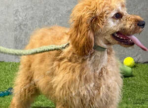 Ted most loving boy perfect family boy