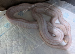 Amel Tessera Corn
