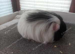 Texel /sheltie Guinea pig pair / single