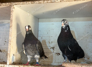 Breeding pair Birmingham roller
