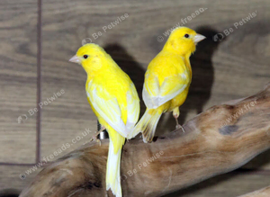 Yellow Canaries,16