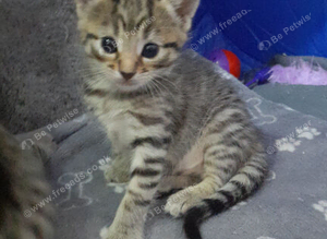 Kittens ready 16th October